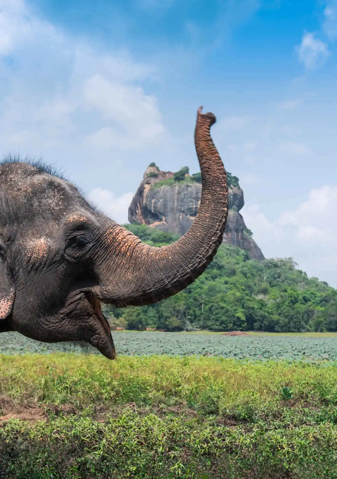 Elephant, Rocher du Lion, Sigiriya, Sri Lanka