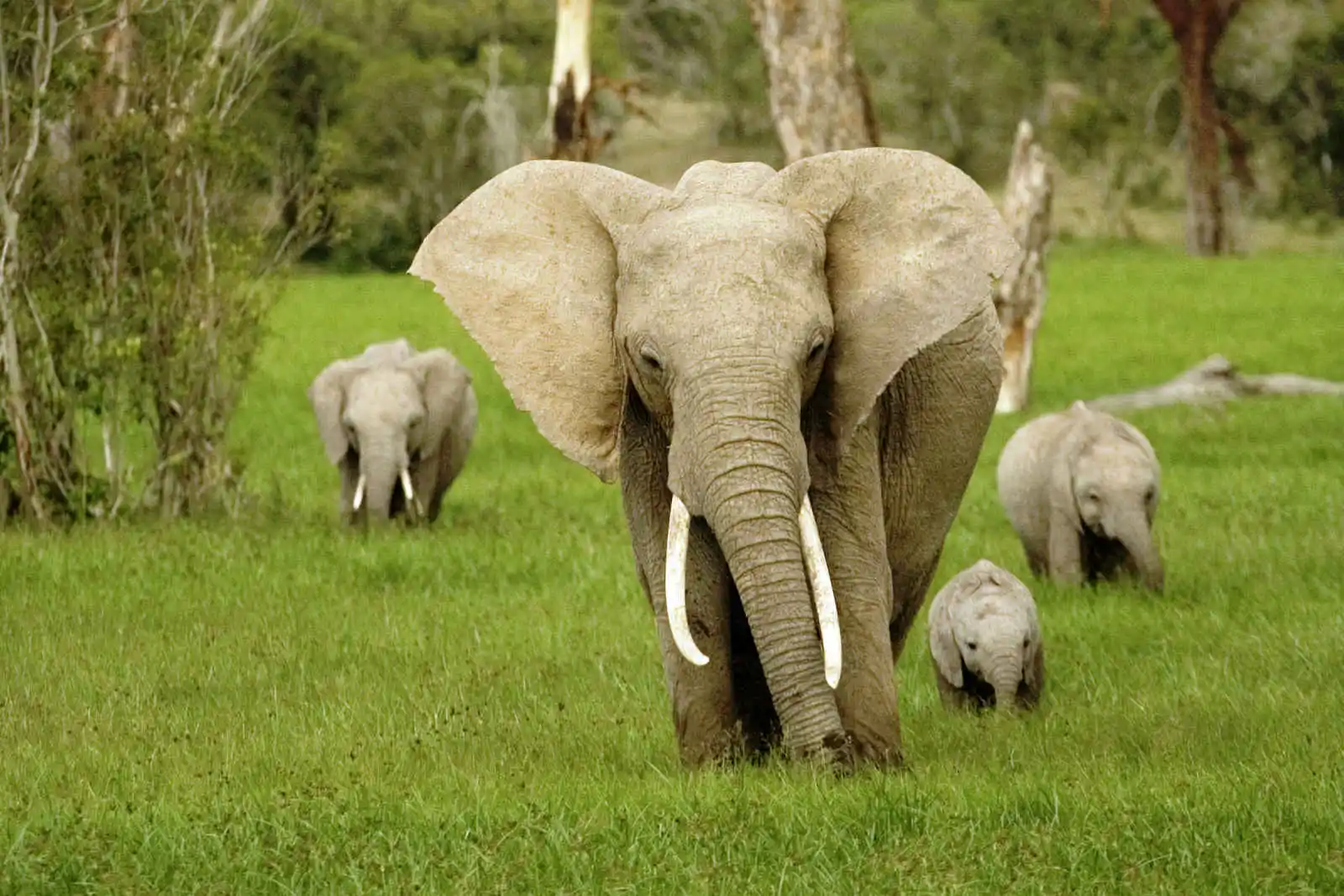 Amboseli National Park - Elephants