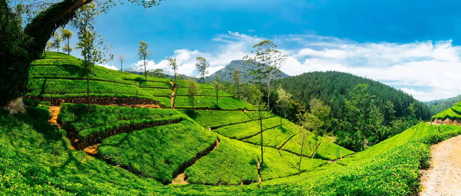 Plantation de thé, champs, Nuwara Eliya, Sri Lanka