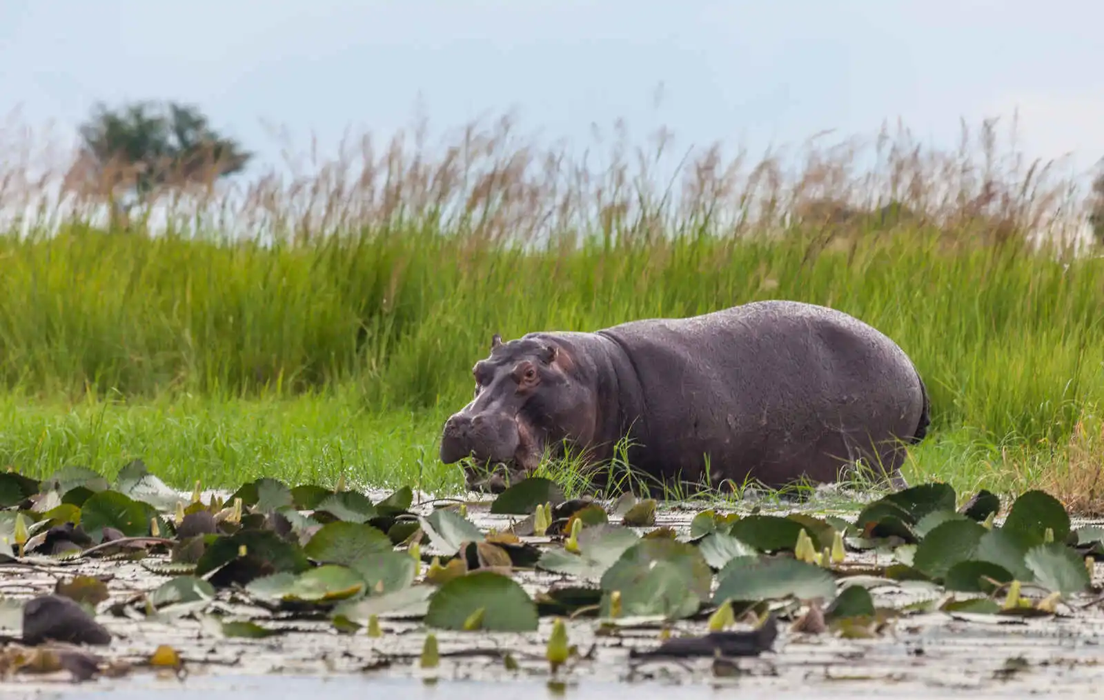 Hippopotame, Parc National de Chobe, Botswana