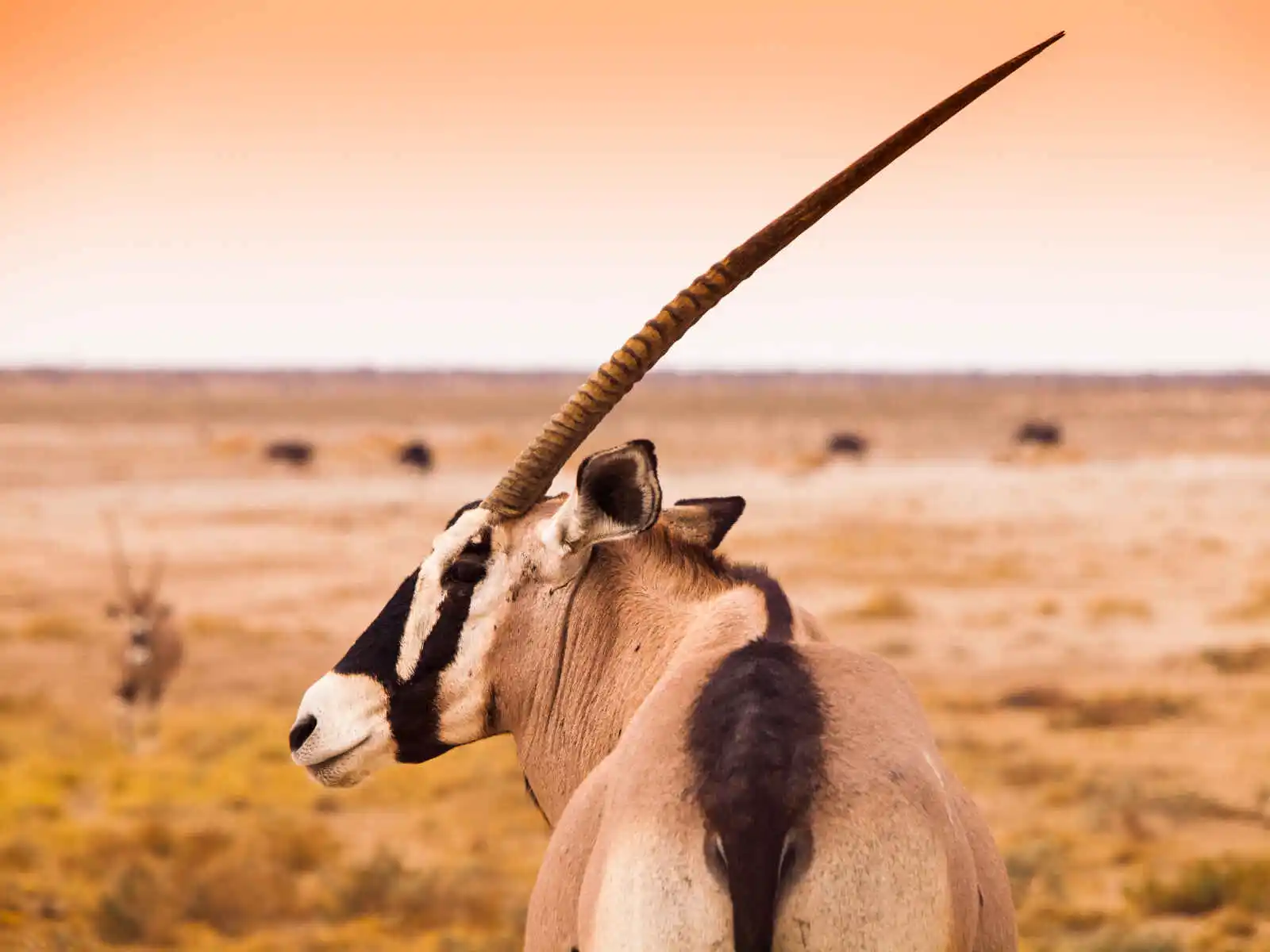 Oryx vu de près, Parc national d'Etosha, Kunene, Namibie