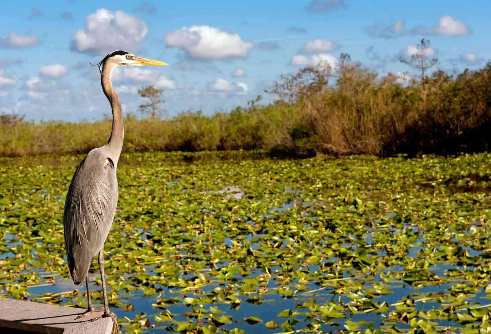 Héron, parc national des Everglades