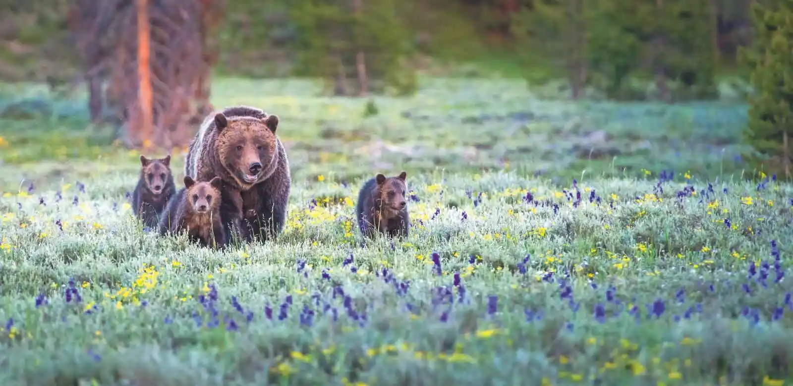 Mère ours et ses bébés