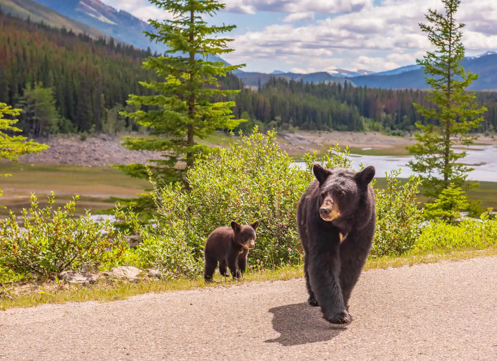 Mère ourse et son ourson, Jasper National Park
