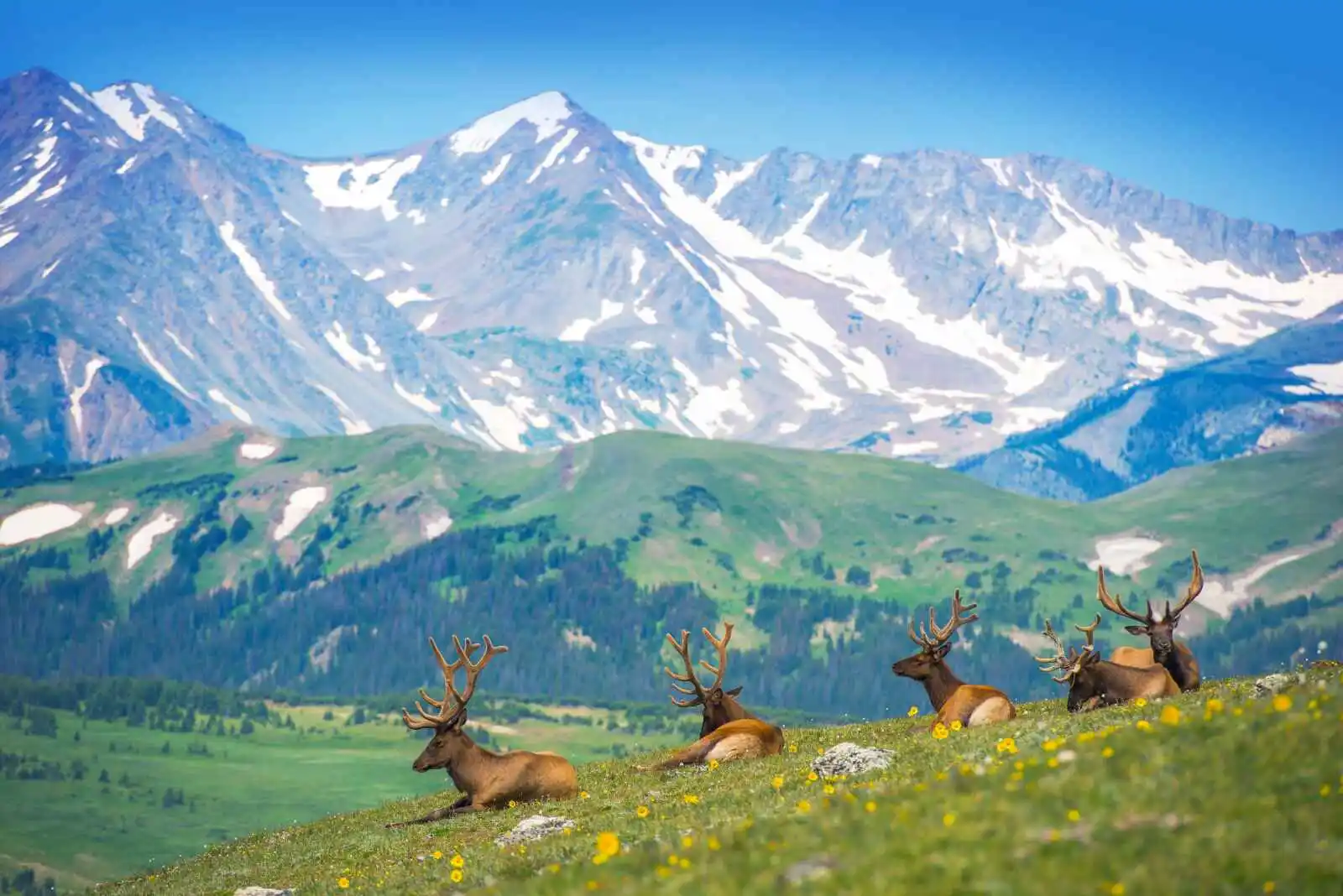 Élans d'Amérique du Nord dans les près des Rocheuses, parc national de Rocky Mountain