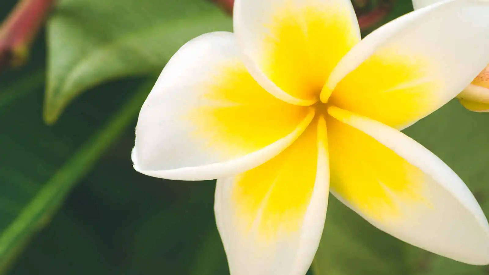Fleur de frangipanier, Polynésie française
