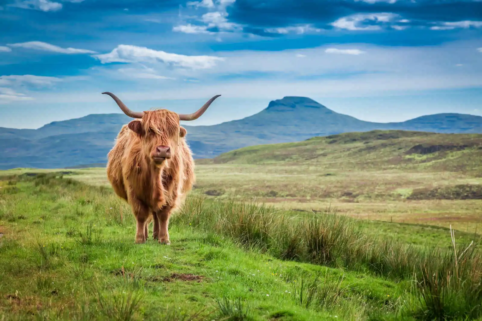 Vache Highland brune, Île de Skye, Écosse, Royaume-Uni