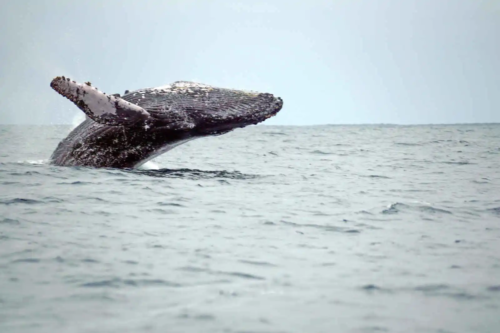 Baleine à bosse au large des côtes de l'Équateur, Océan pacifique