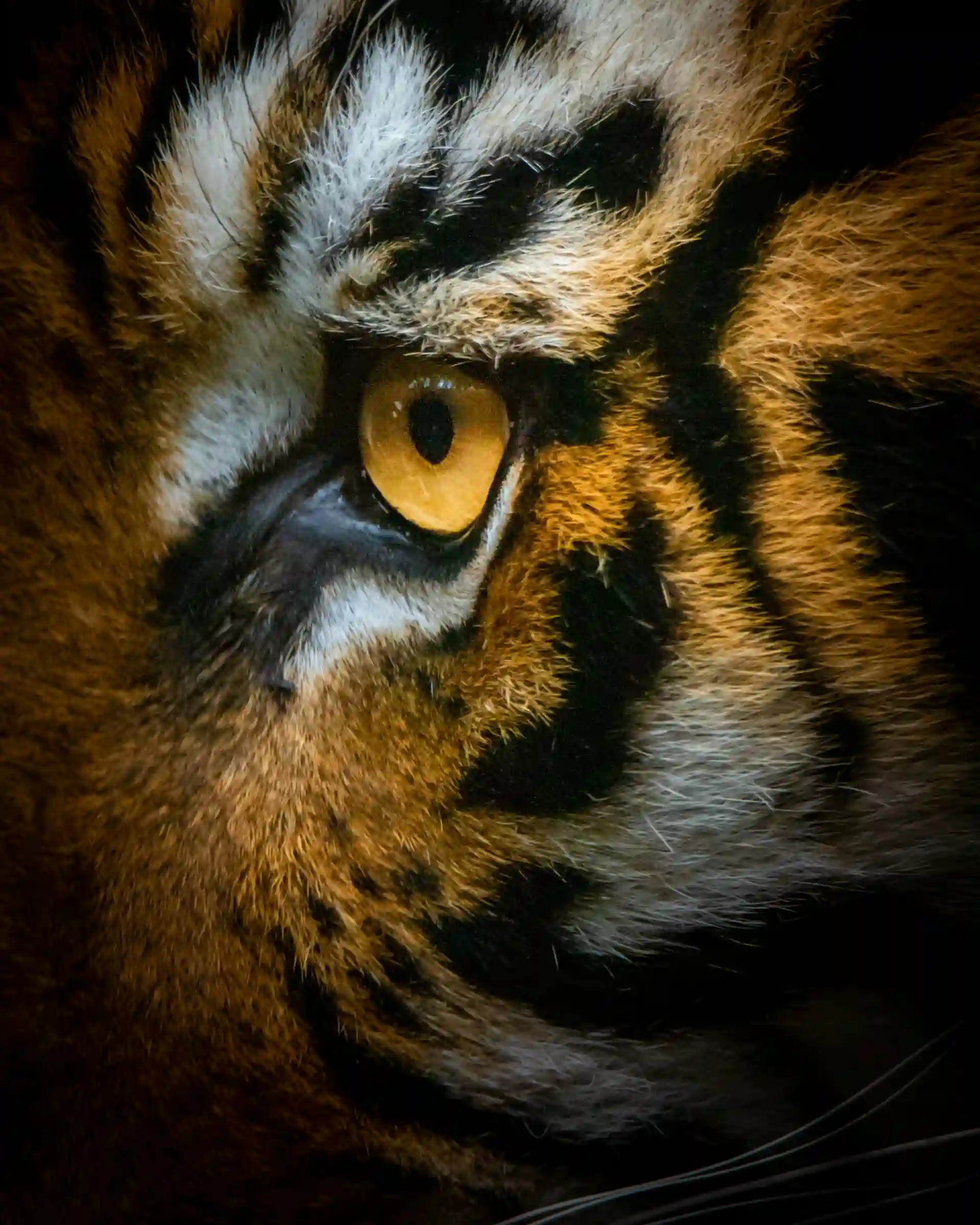 Zoom tigre