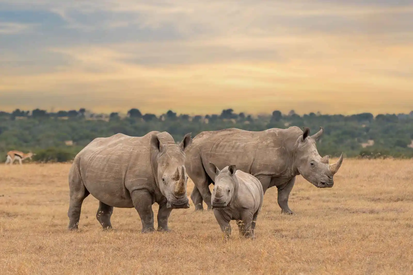 Kenya : Infini safari