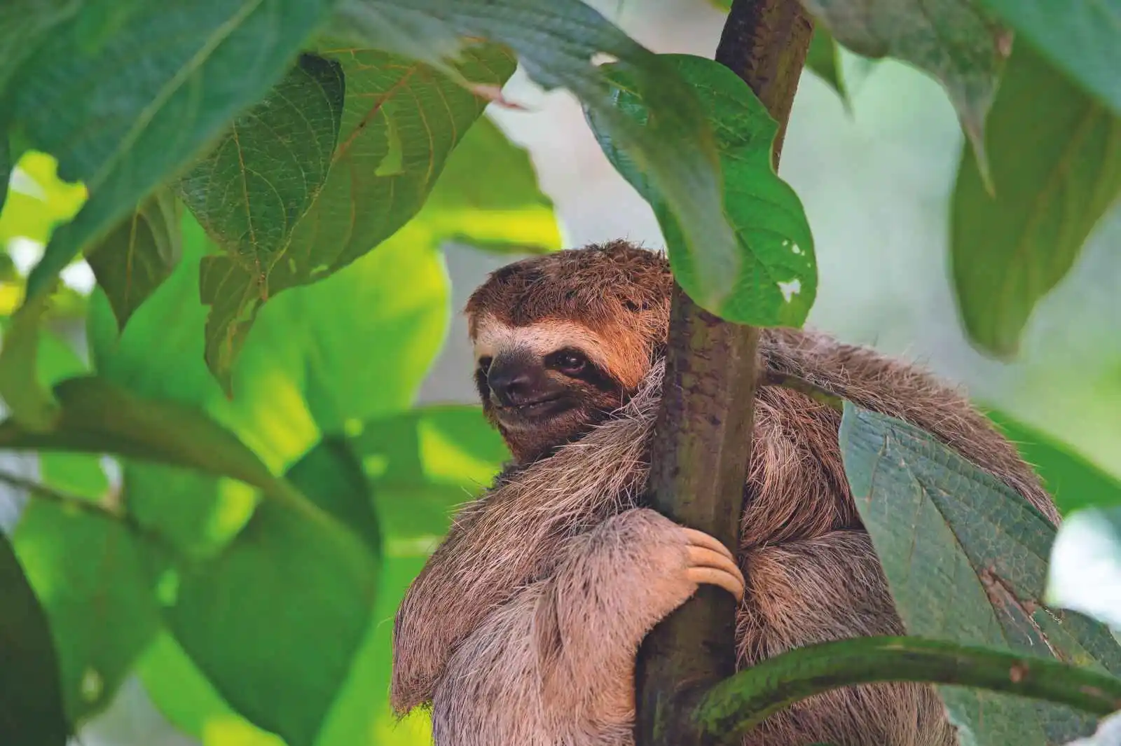 Paresseux, Costa Rica