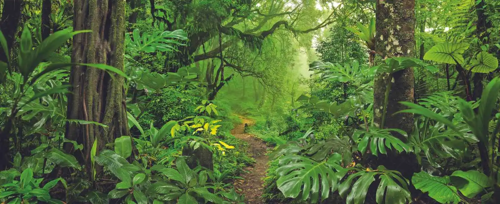 Costa Rica : Un monde perdu