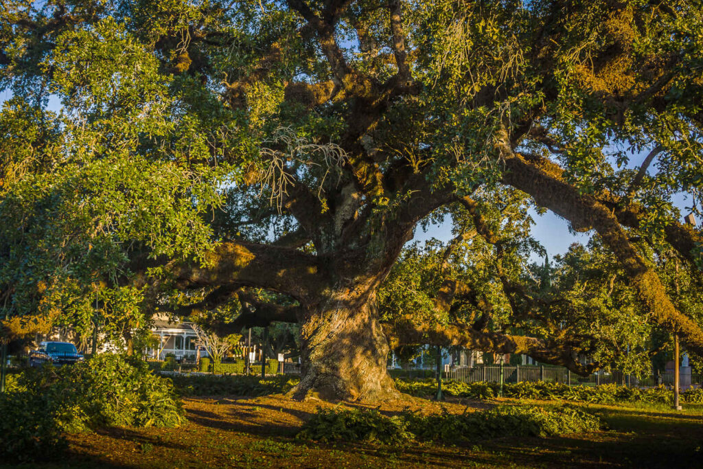 Visiter les meilleures plantations de la Louisiane