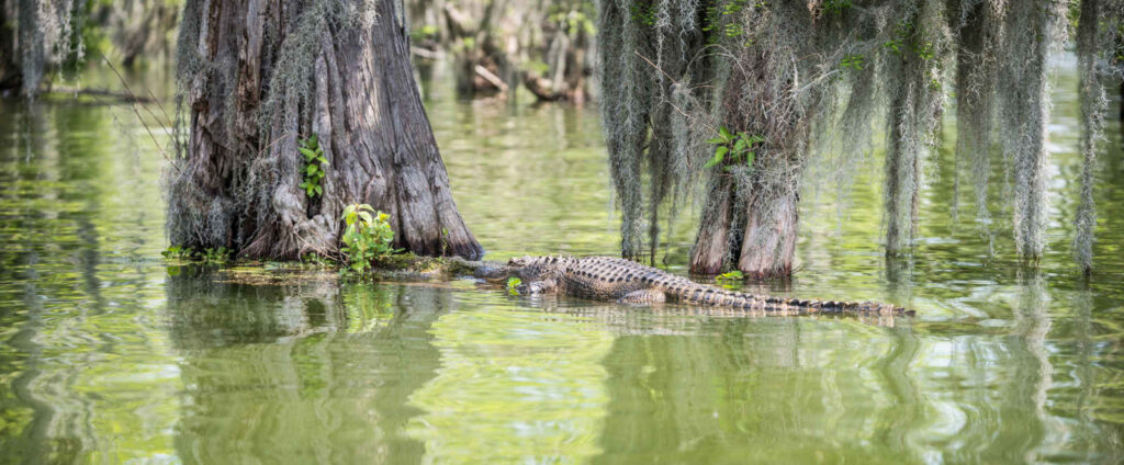Les meilleurs bayous de la Louisiane