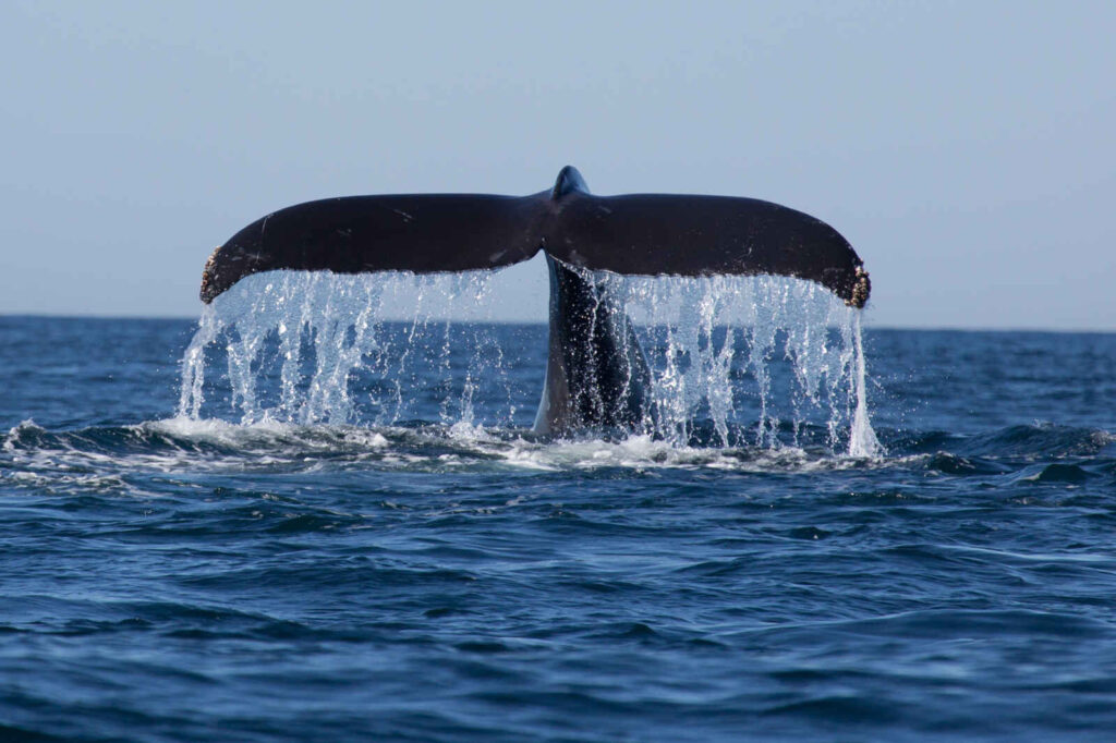 Voir les baleines au Canada