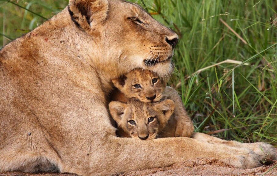 Travel_Lab_Afriqu_000086465