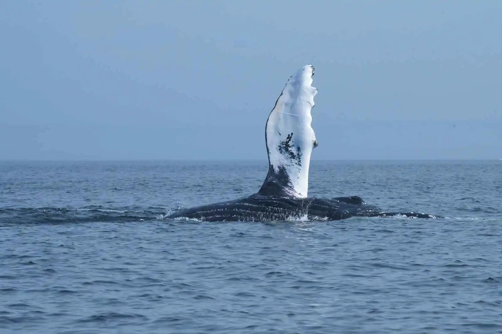 Observation des baleines, Tadoussac, Québec, Canada