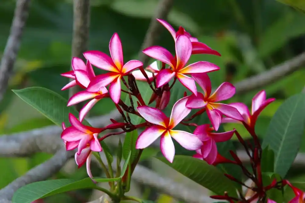 Fleurs de frangipanier rose, Seychelles
