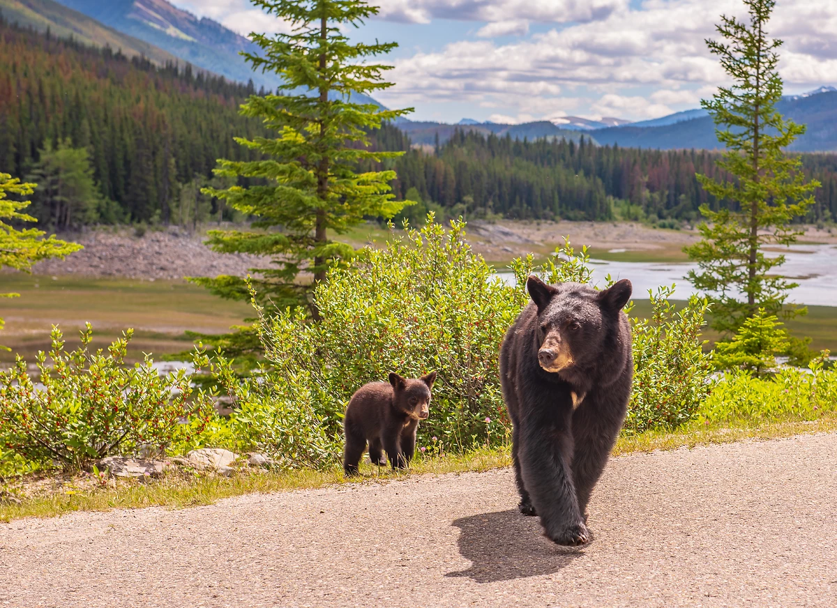 Mère ourse et son ourson, Jasper National Park, Alberta, Canada