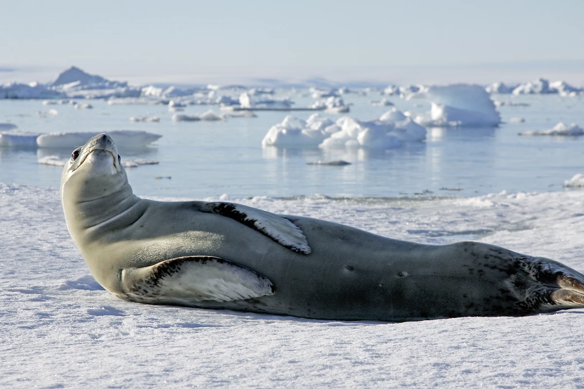 Phoque, Antarctique