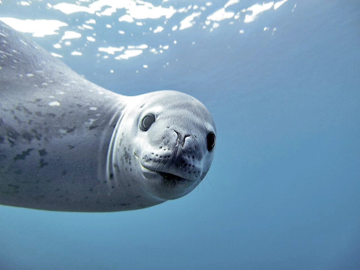 Phoque, Antarctique