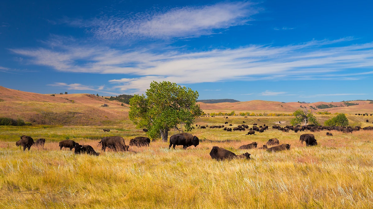 Bison sur les prairies, Custer State park, Dakota du Sud