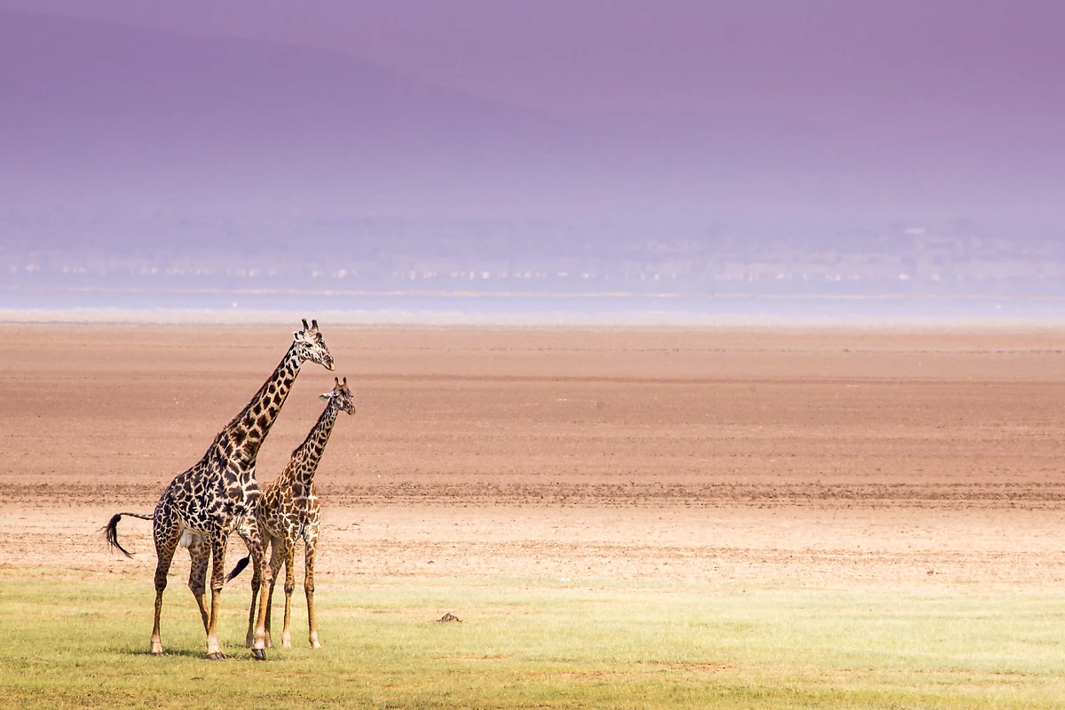 Girafes, lac Manyara, Tanzanie
