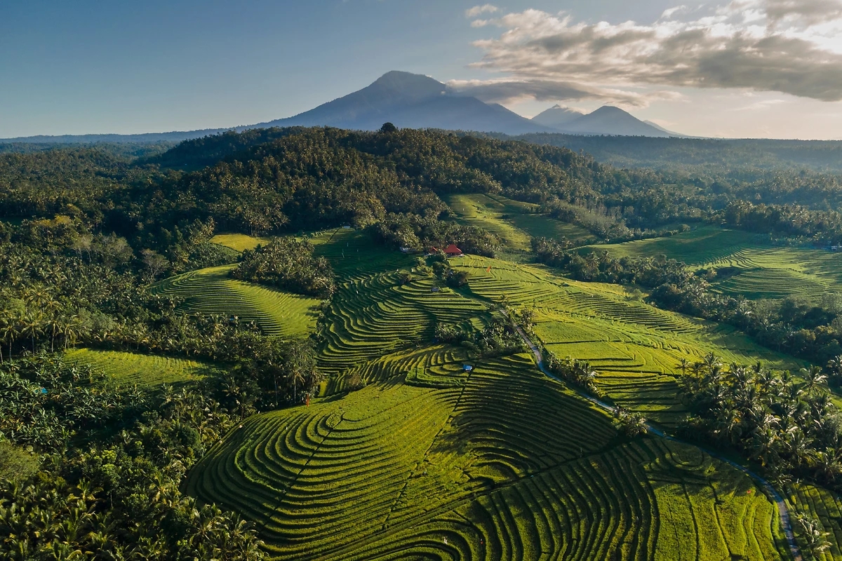 Vue aérienne des terrasses de riz, Ubud, Bali, Indonésie