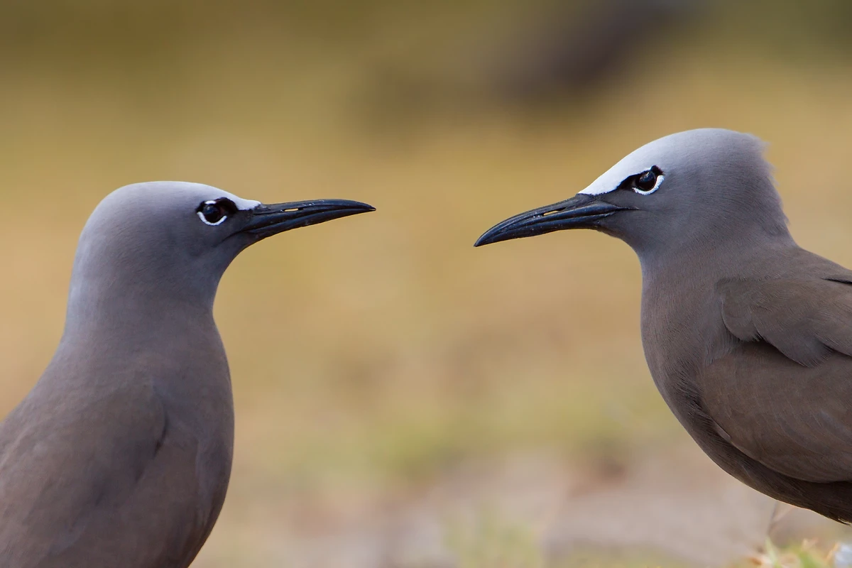 Noddi brun, Ile de Rodrigues, Maurice