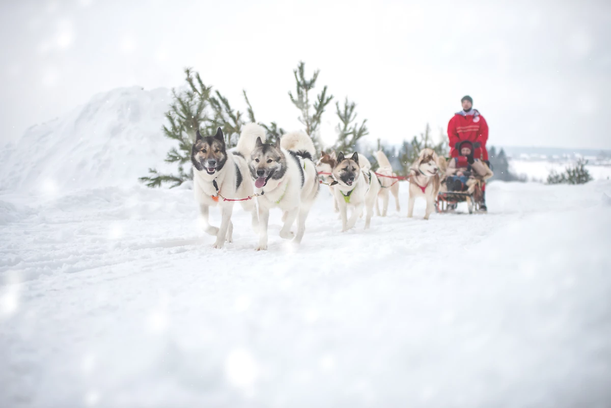 Chiens de traineau, Canada