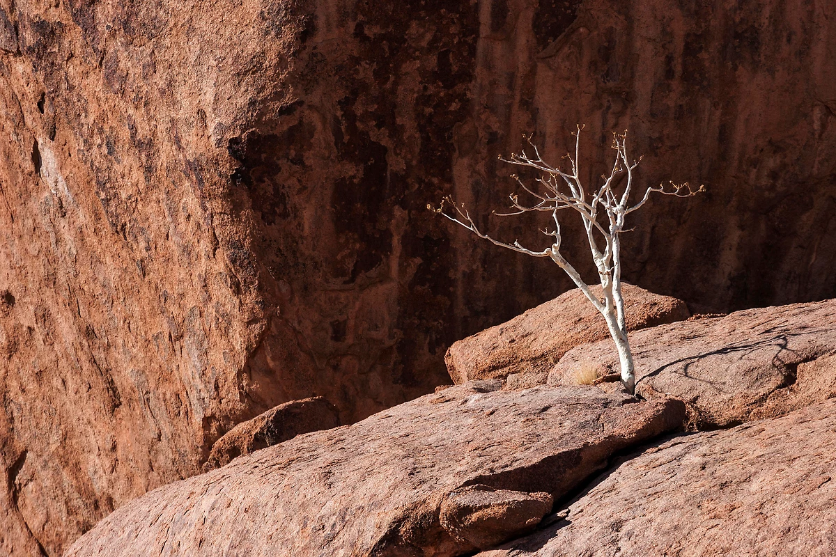 Arbre de berger (Boscia albitrunca), Twyfelfontein