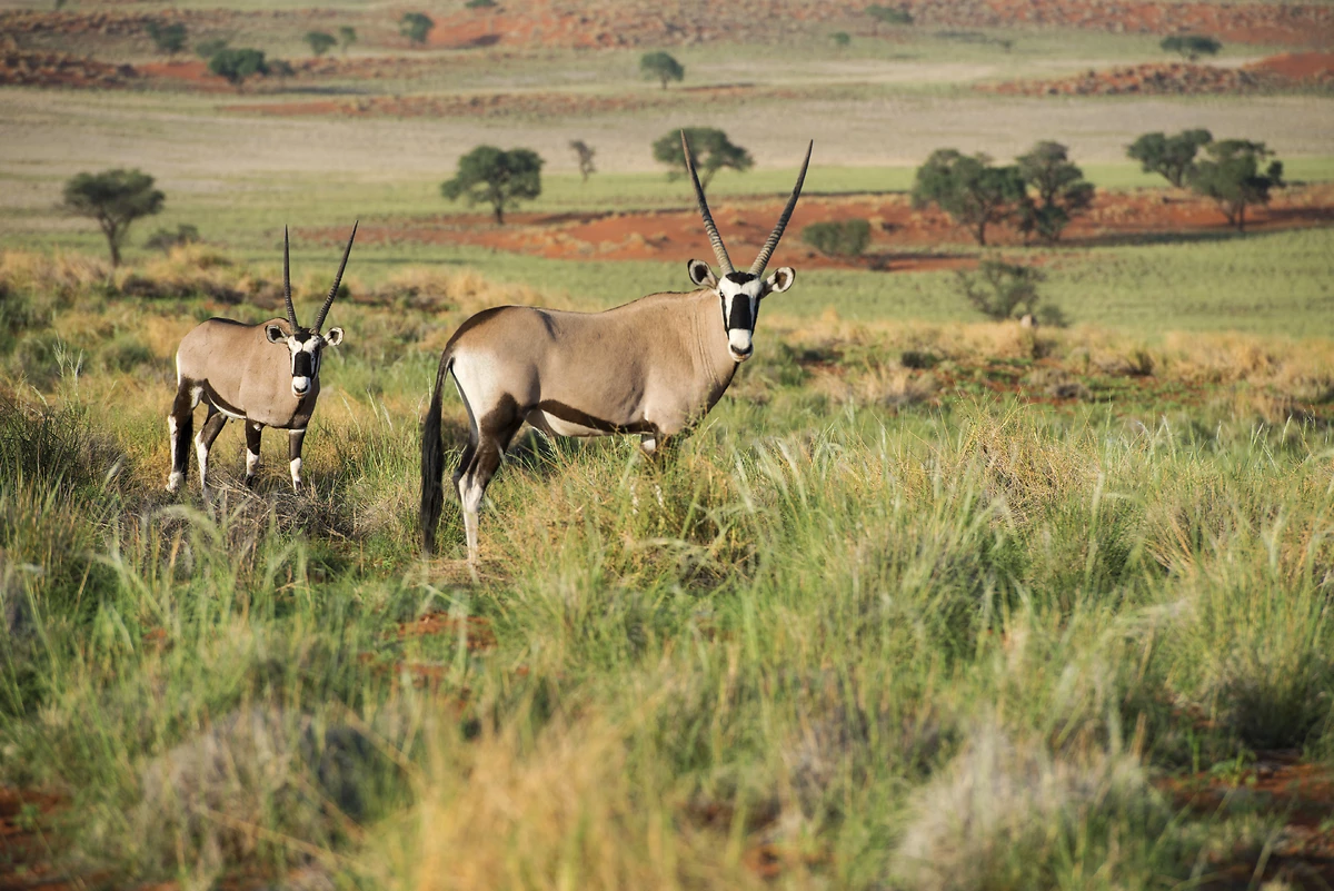 Oryx dans la savane, Kalahari, Namibie