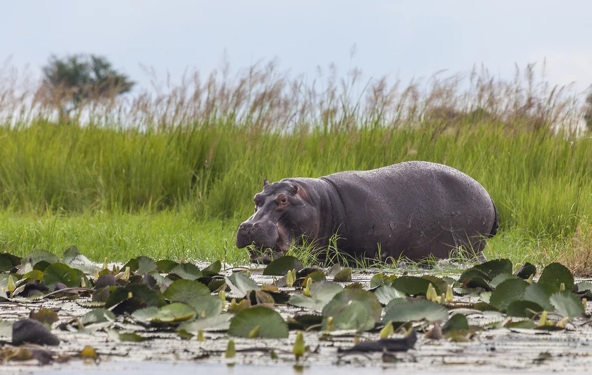 Hippopotame, Parc National de Chobe, Botswana