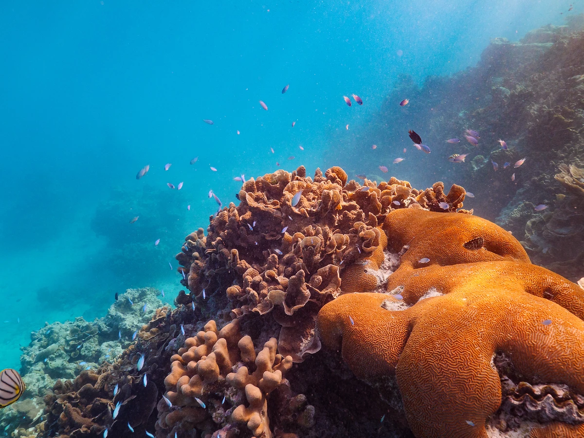Activité de plongée sous-marine, Ritz Carlton Maldives : Fari Islands