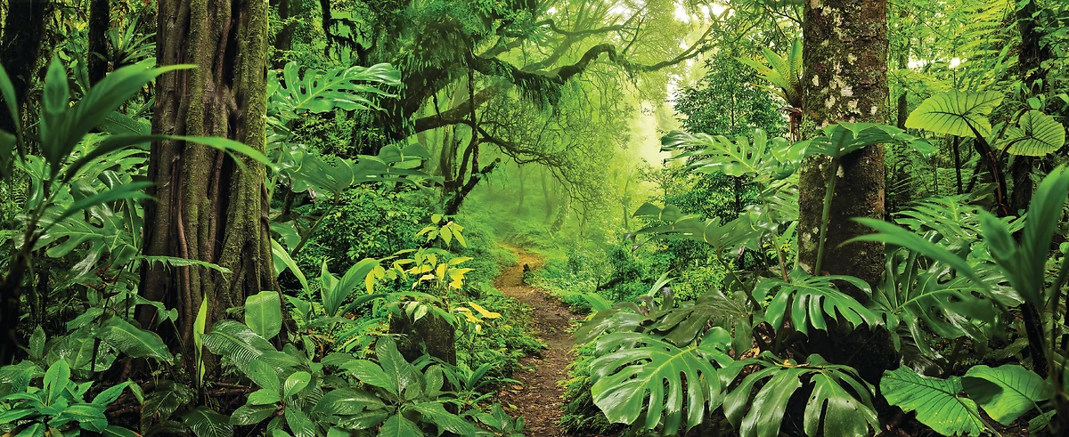 Costa Rica : Un monde perdu