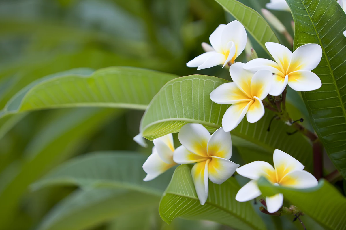 Fleurs de Frangipanier, Plumeria, La Réunion