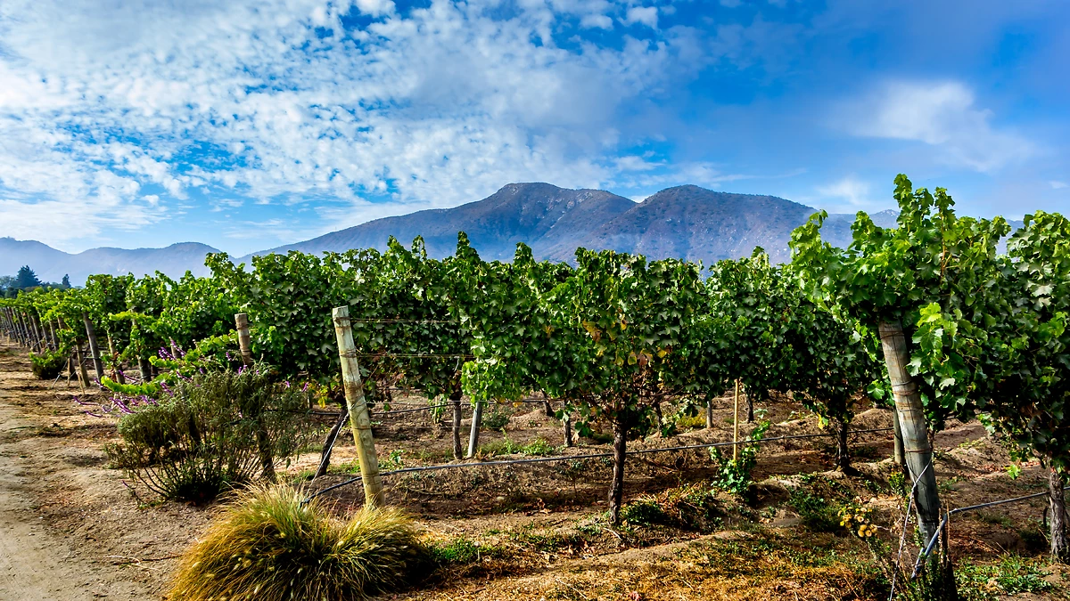 Vignoble, vallée de Casablanca, Chili