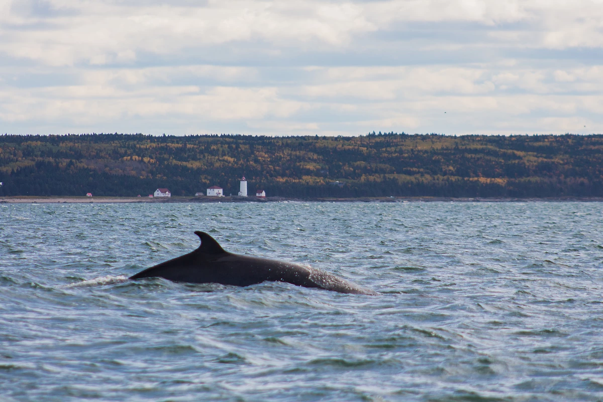 Baleine à Tadoussac