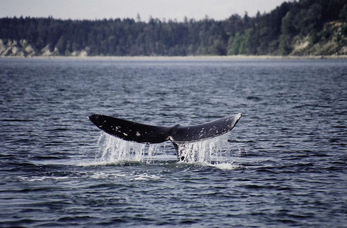 Baleine, Colombie-Britannique, Canada