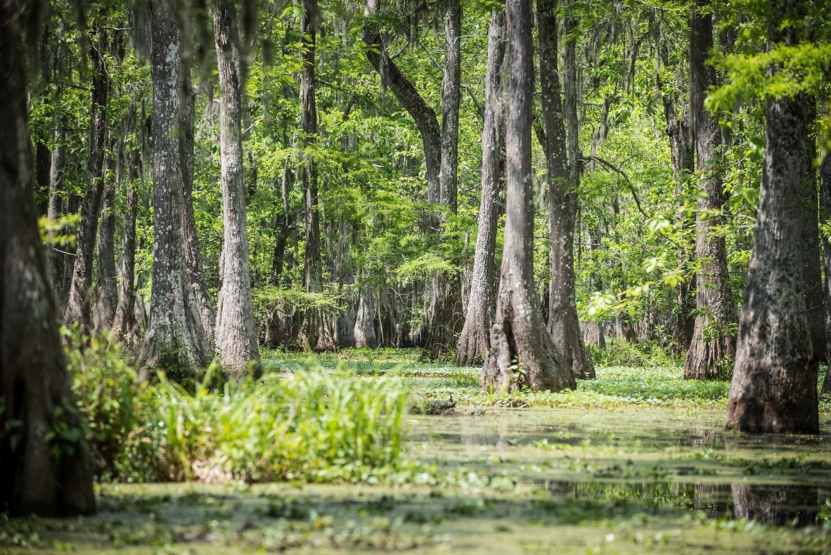 Bayous, Louisiane, États-Unis