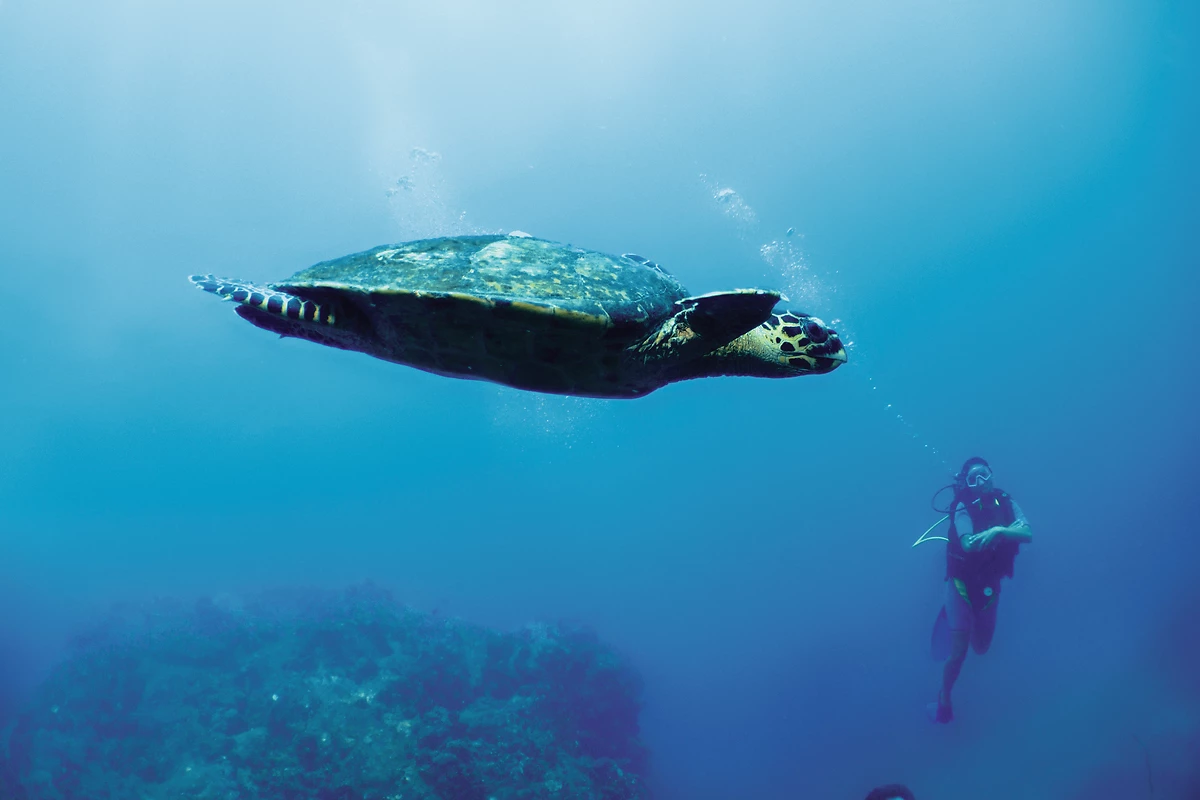Activité de plongée sous-marine, hôtel Constance Tsarabanjina