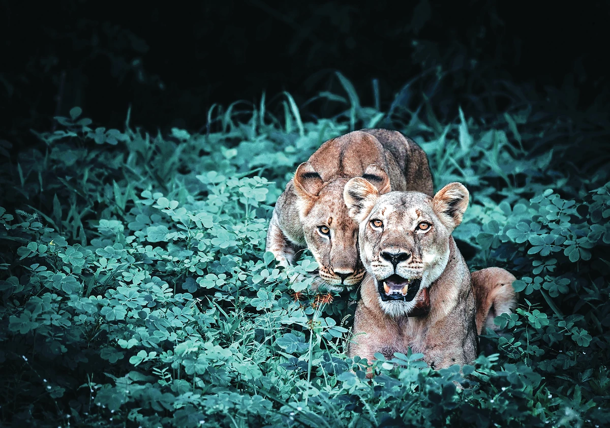 Afrique du Sud : Le Miracle du delta