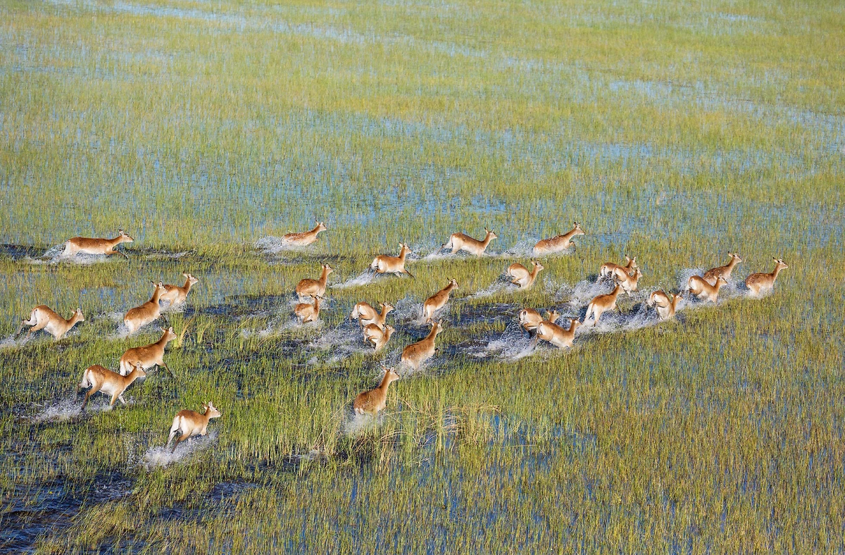 Vue aérienne de lechwes rouges, réserve de Moremi, Botswana