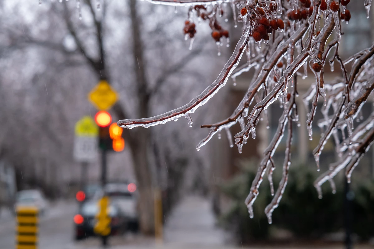Branches gelées, Montréal, Québec