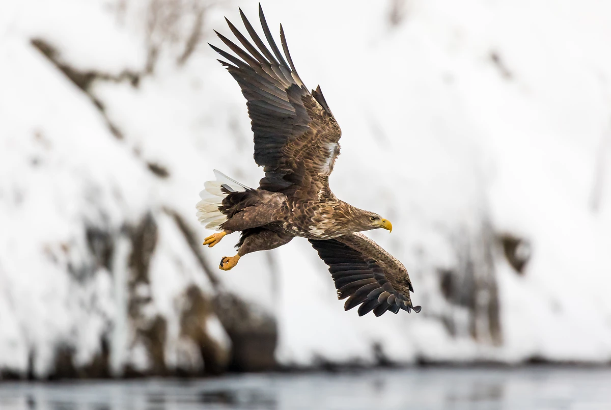 Aigle blanc à Trollfjorden, Svolvaer, îles Lofoten, Norvège