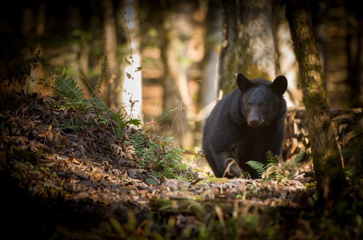 Ours brun dans la forêt de Cade's Cove, Great Smoky Mountains
