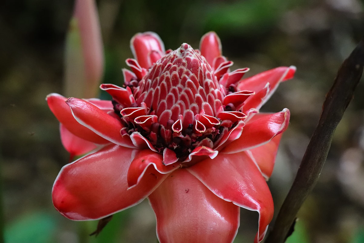 Fleur endémique, Seychelles