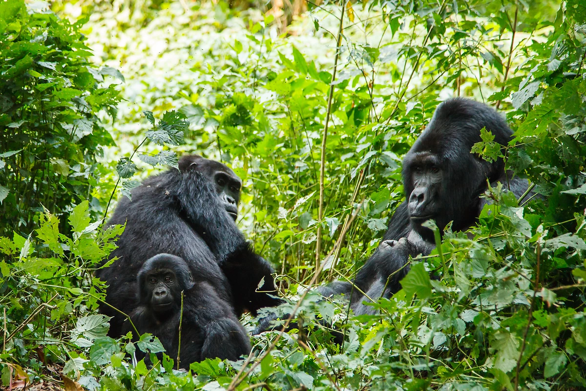 Gorilles Silverback, Rwanda