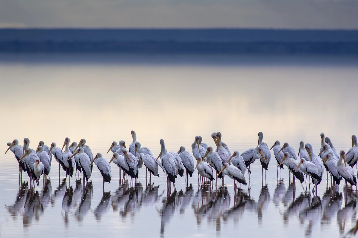 Cigognes à bec jaune (Mycteria ibis), lac Manyara, Tanzanie