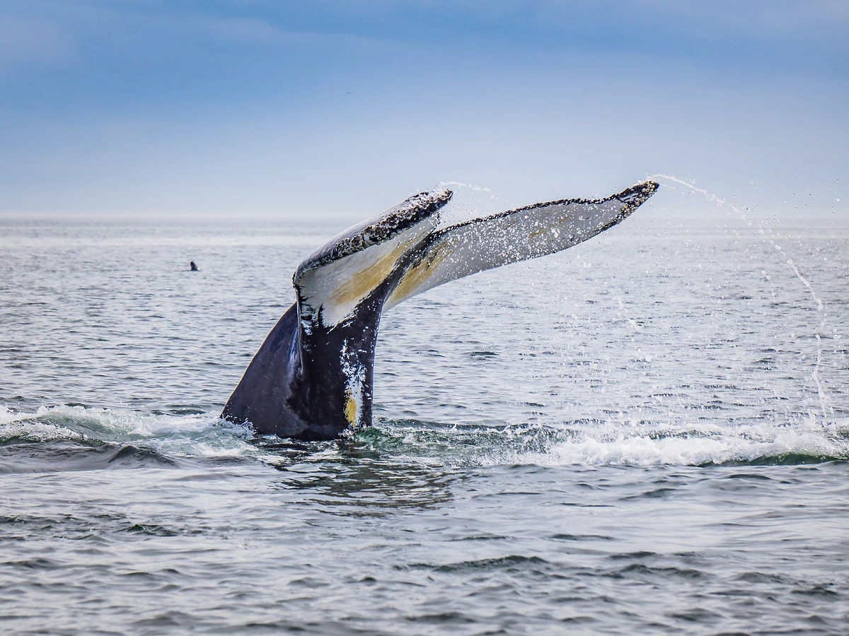 Observation des baleines, Tadoussac